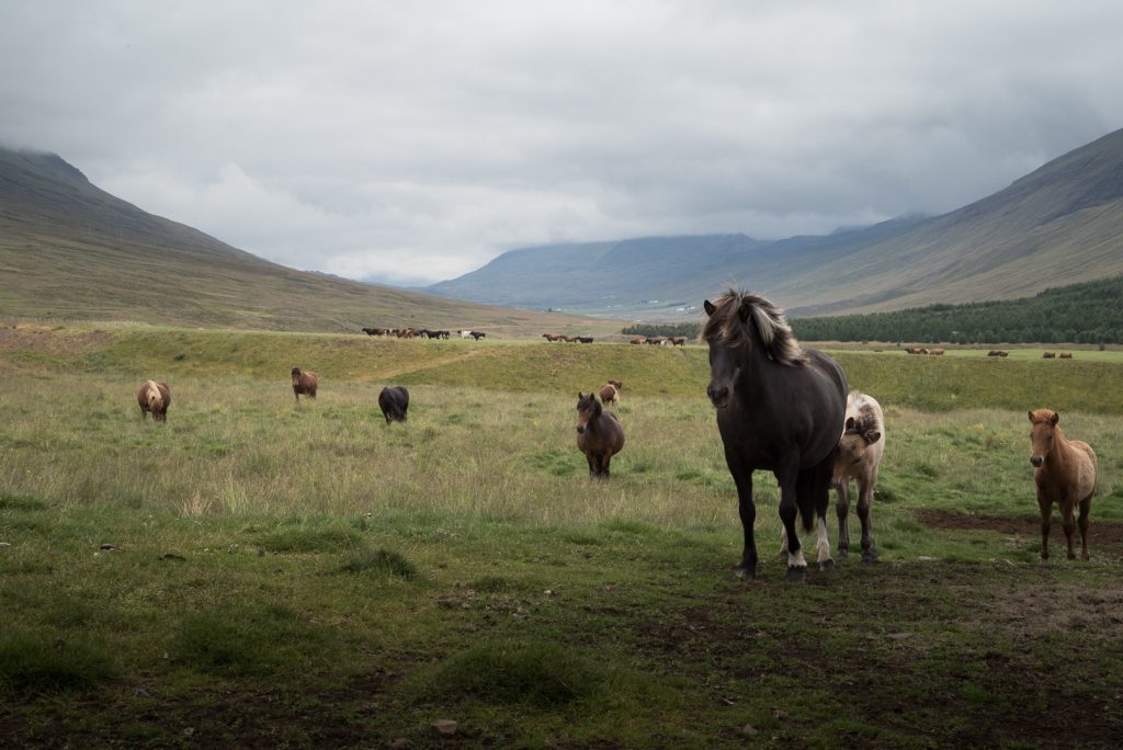 Budget pour 8 jours en Islande