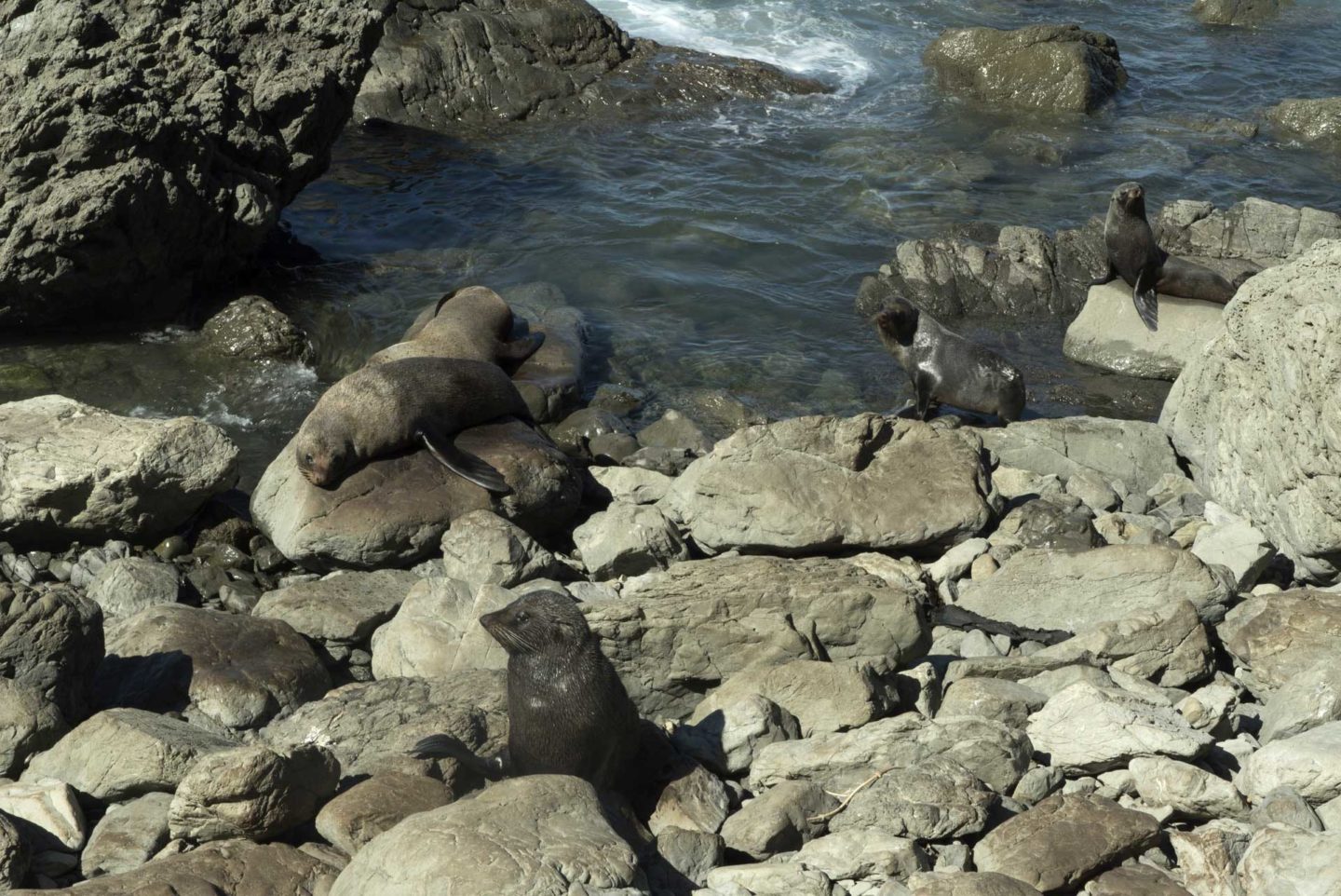 Les phoques de Kaikoura