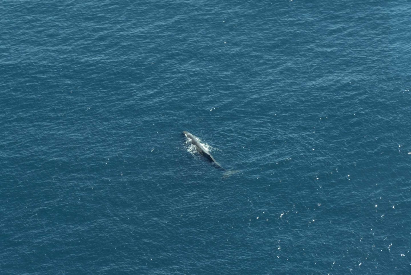 Vol au dessus de la péninsule de Kaikoura Baleine