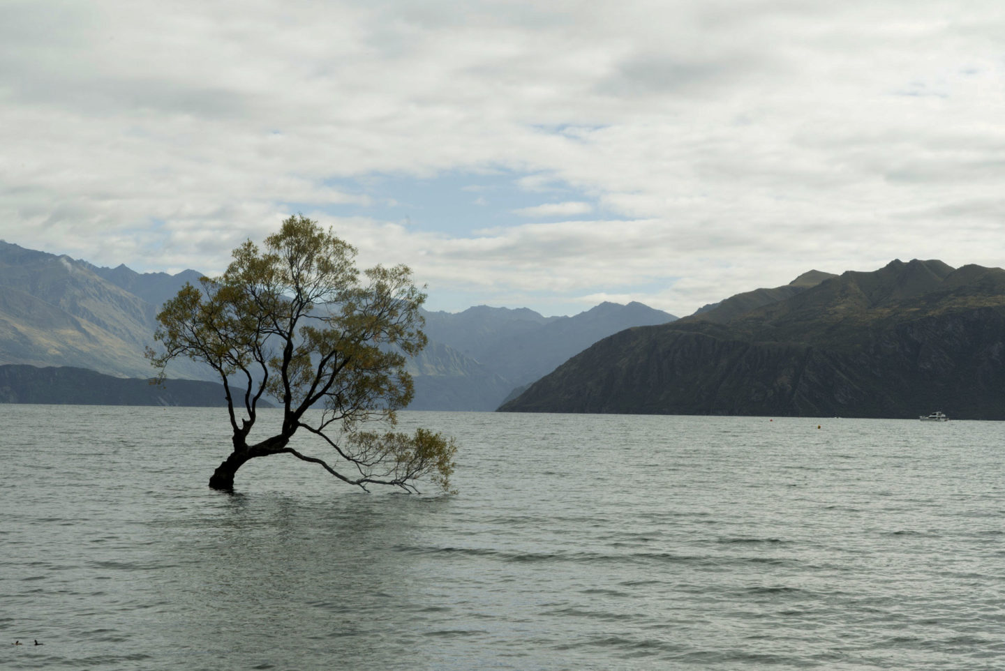 Lac Wanaka arbre solitaire