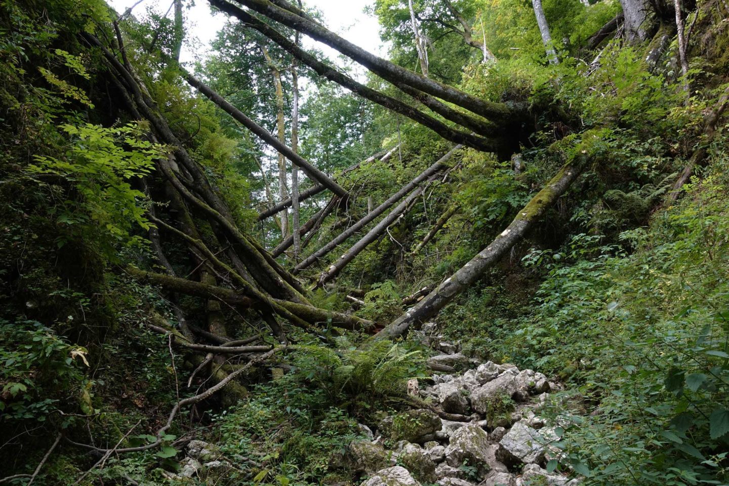 Gorges de Pokljuka