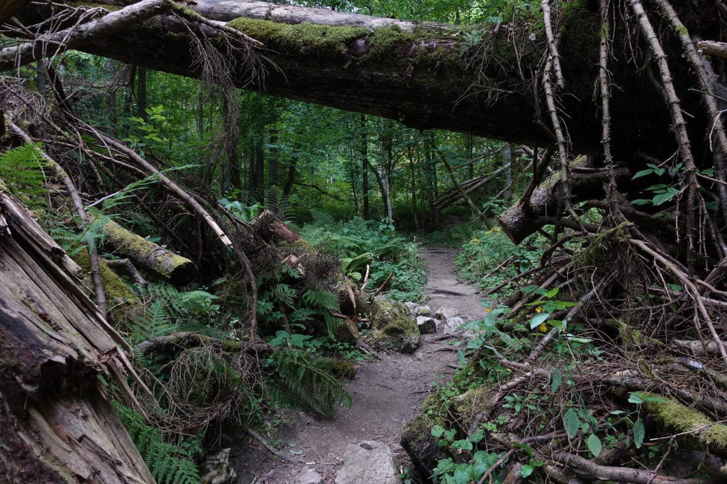Gorges de Pokljuka