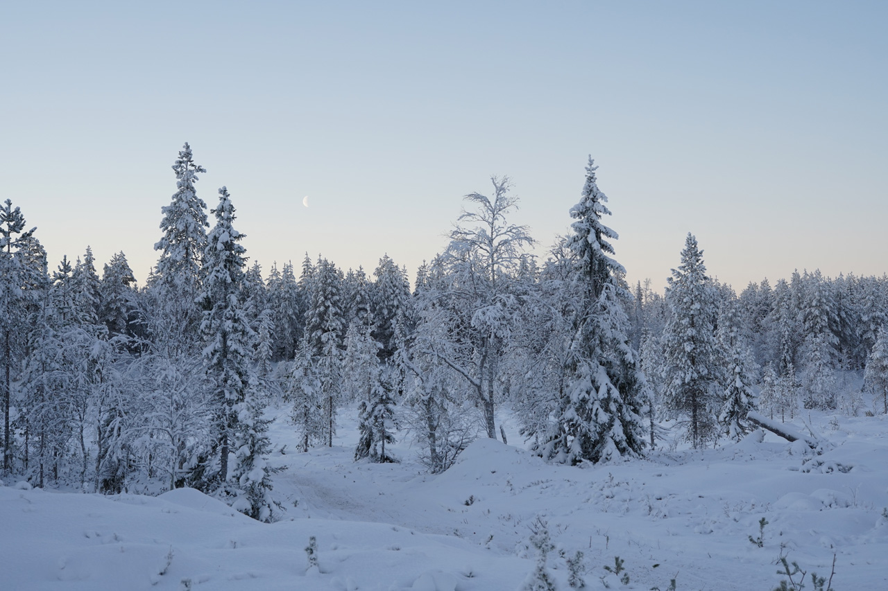 Laponie Finlandaise Décembre Paysage