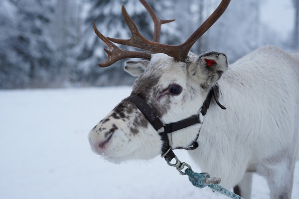 Laponie Finlandaise Décembre Ferme de Rennes