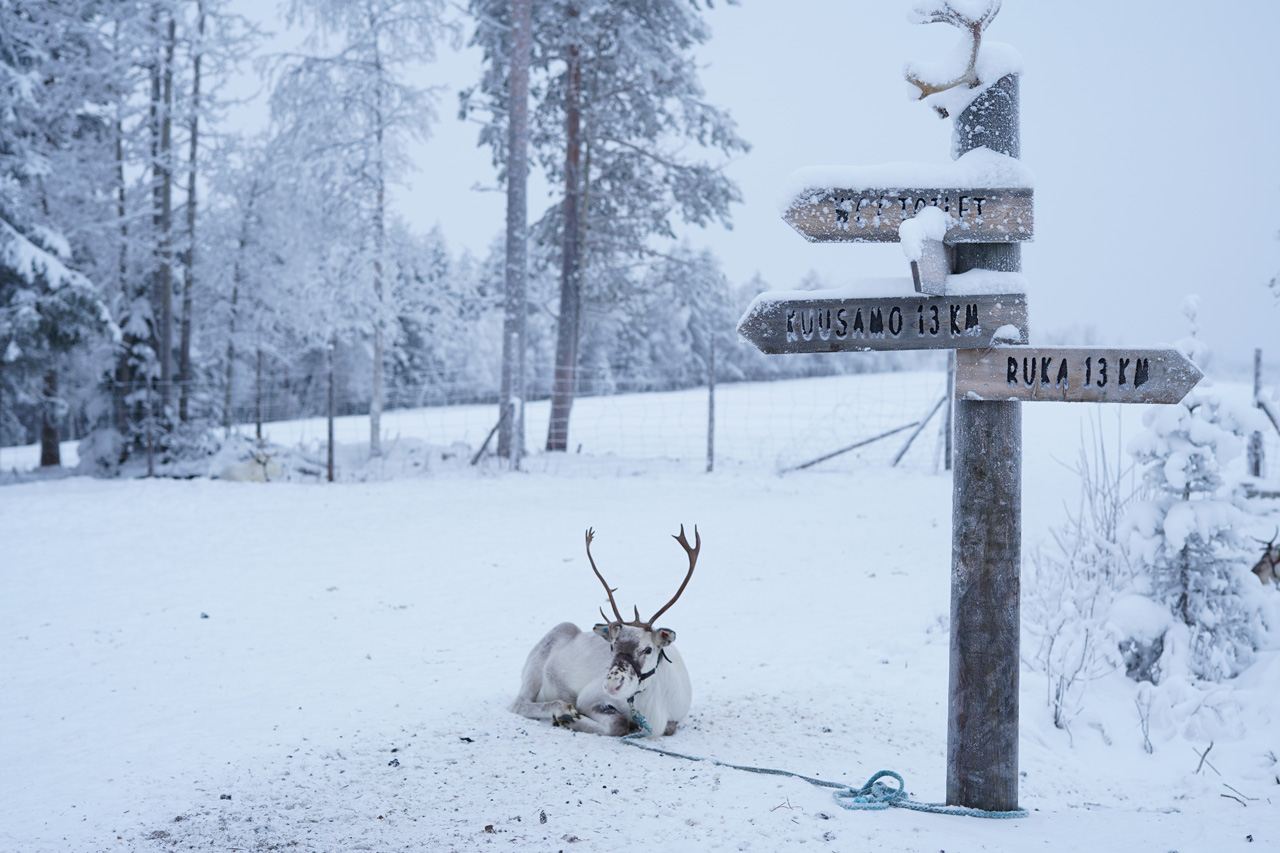 Que Faire En Laponie Finlandaise En Decembre Rokusan