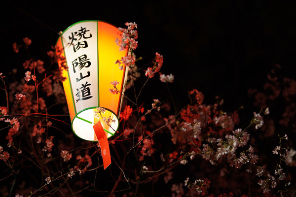 hanami parc ueno