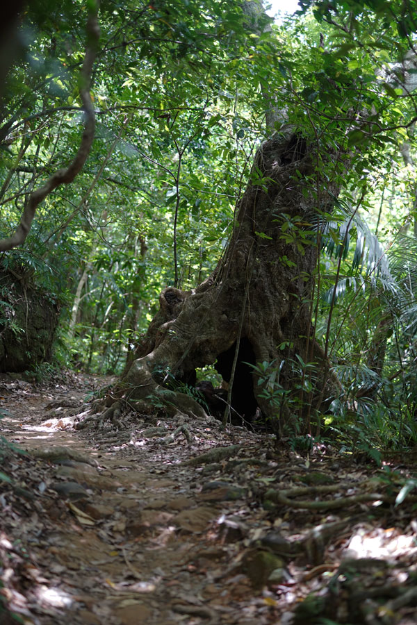 trekking jungle Iriomote