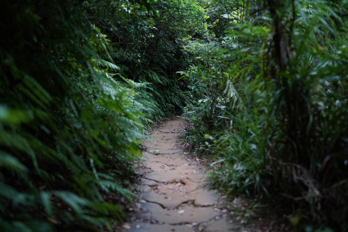 trekking jungle Iriomote
