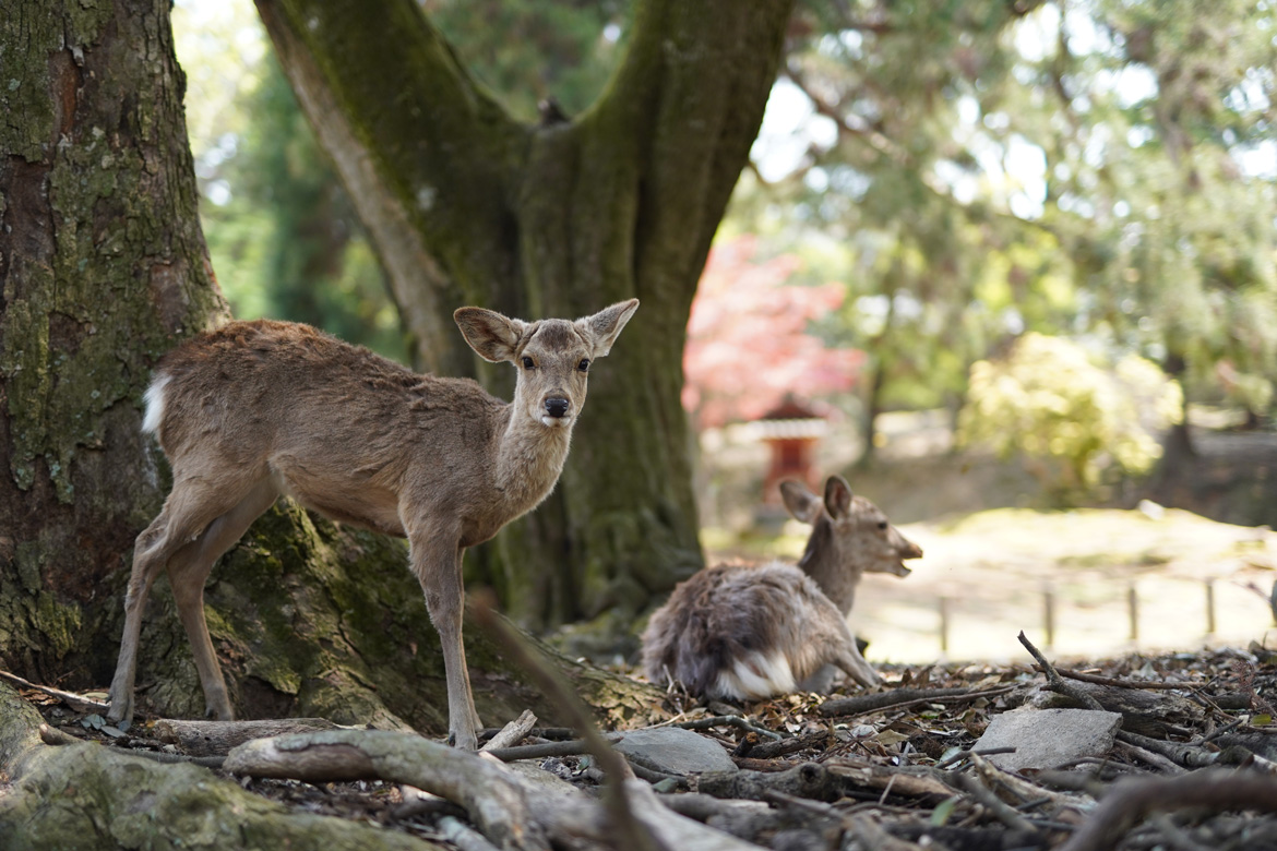 Nara en 2 jours : que faire ? Bienvenue au pays des shikas