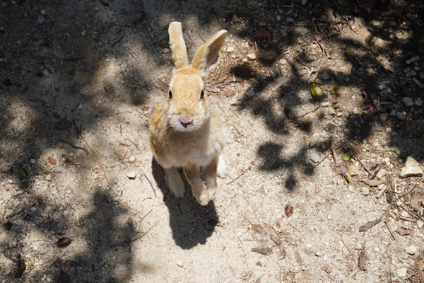 Okunoshima île aux lapins japon
