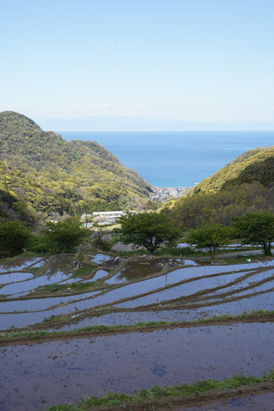 rizières terrasse Ishibu