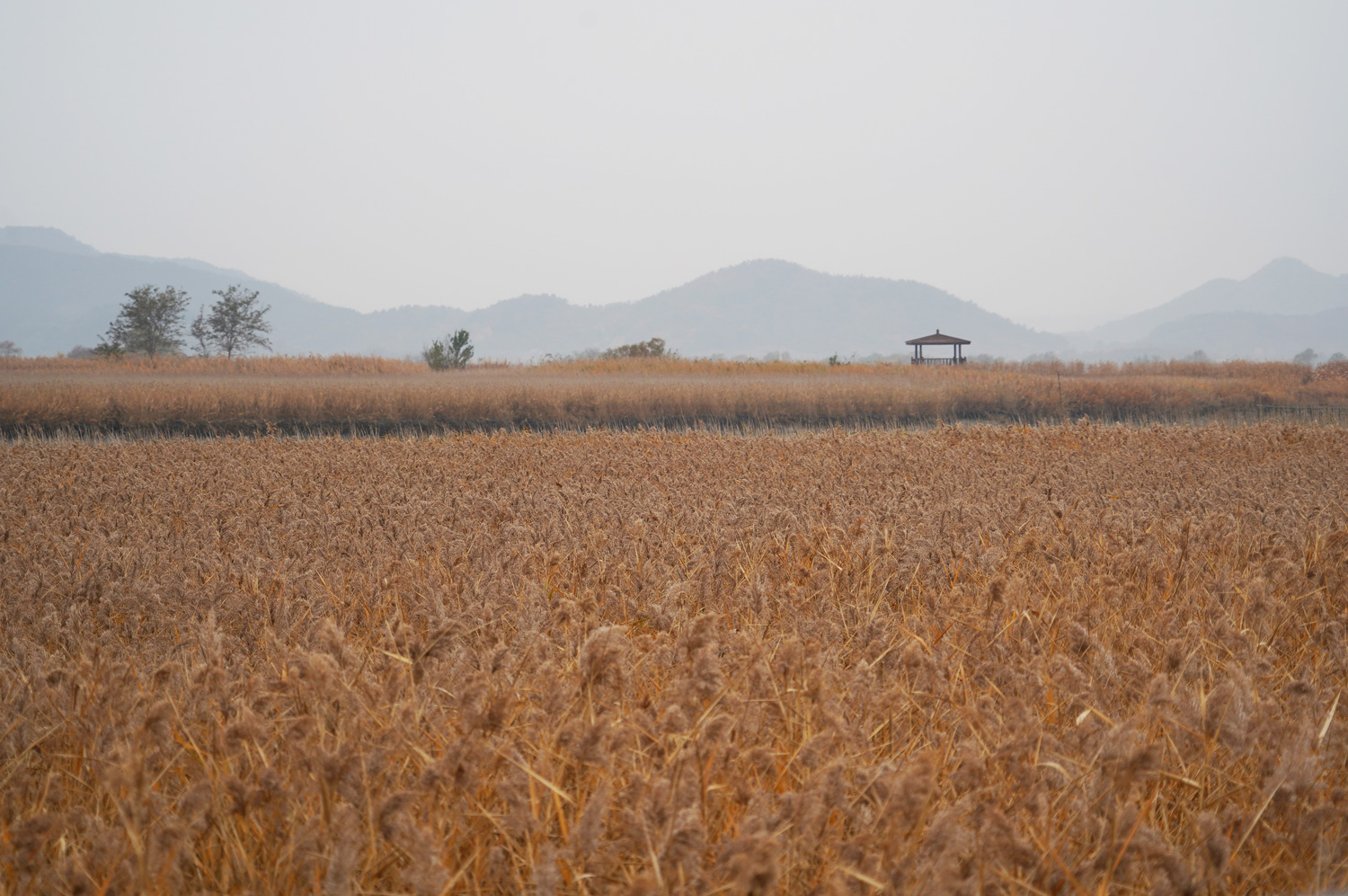 Suncheon en un jour : la réserve naturelle de la baie de Suncheon