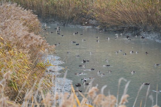 suncheon bay corée du sud