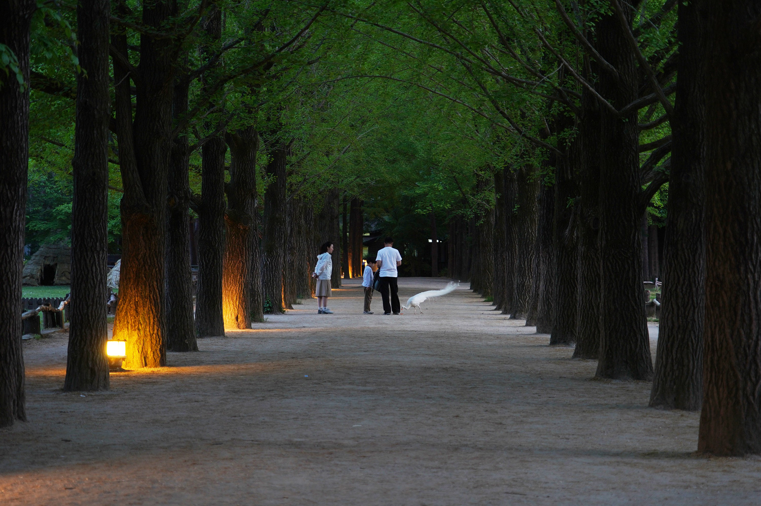 Nami Island : visite de la célèbre île aux grands arbres