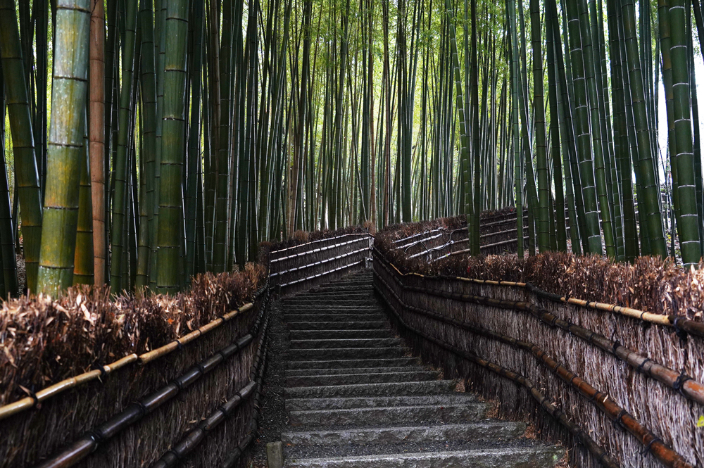 Arashiyama à Kyoto : sa forêt de bambous et ses temples