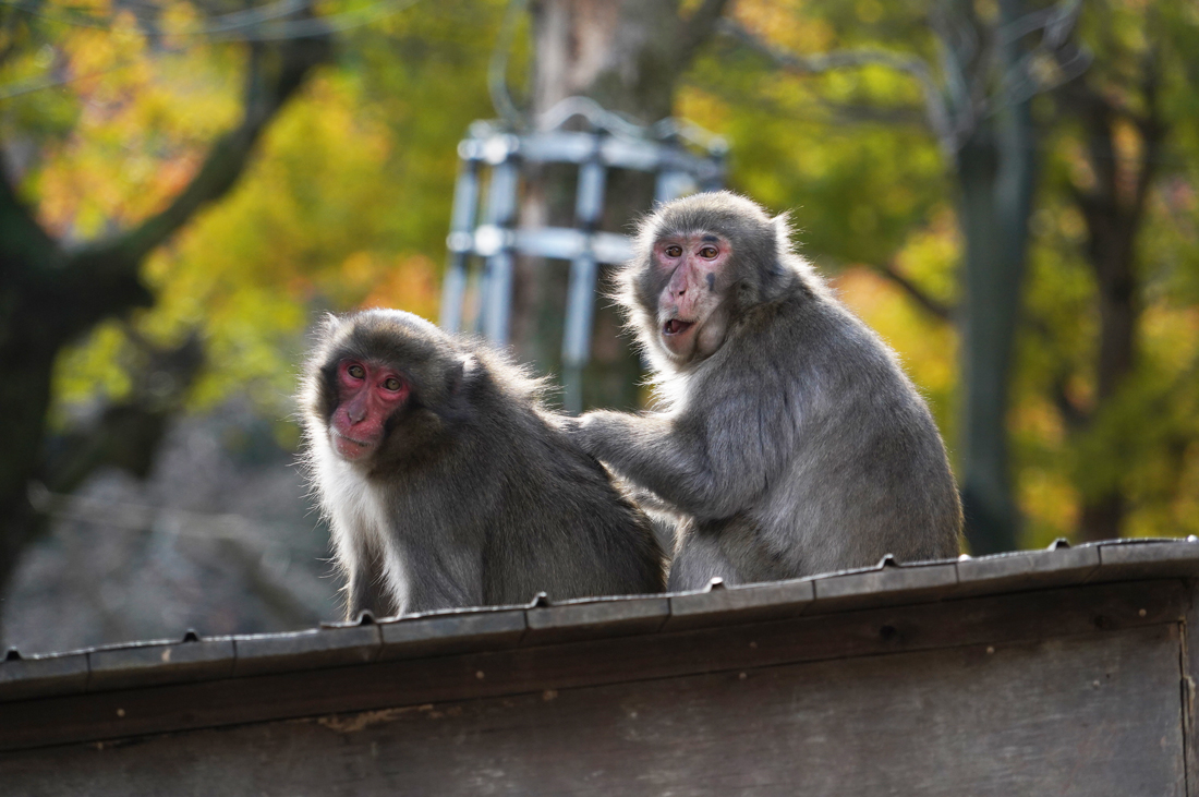 Takasakiyama : le parc aux singes en liberté du Japon